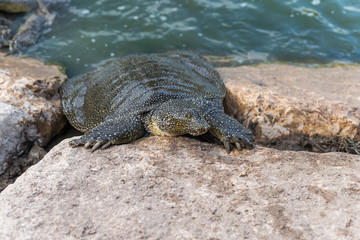 Nile  soft-skinned turtle - Trionyx triunguis - climbs onto the stone beach in search of food in the Alexander River near Kfar Vitkin settlement in Israel
