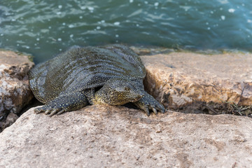 Nile  soft-skinned turtle - Trionyx triunguis - climbs onto the stone beach in search of food in the Alexander River near Kfar Vitkin settlement in Israel