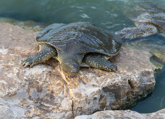 Nile  soft-skinned turtle - Trionyx triunguis - climbs onto the stone beach in search of food in the Alexander River near Kfar Vitkin settlement in Israel
