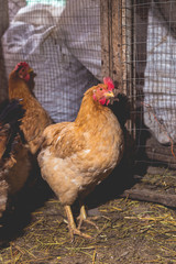 Chickens on the farm. Toned, style, color photo