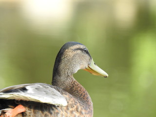 canard