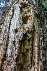 Background. Old trunk and bark of a tree turned by bark beetles. Selective focus