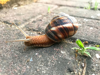 snail