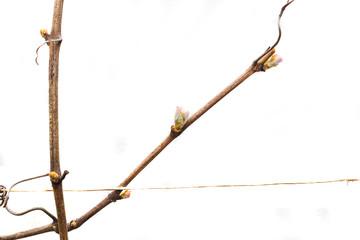 Young buds on the grapes vines isolated on white background