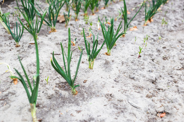 Young green onions in sandy soil.
