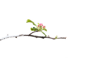 Young apple tree isolated on white background.