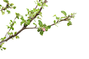 Young apple tree isolated on white background.