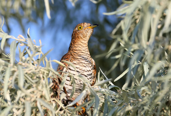 close-up portrait of a female cuckoo unusual red morph sits in the leaves of a tree