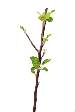 Young apple tree isolated on white background.