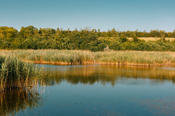 Lake and reeds. Trees in the background.