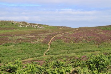 Coastal Path Through the Heather