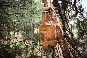 Brown plastic bottle on a tree in a pine forest.