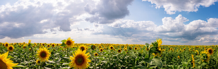 panoramic landscape with blooming sunflowers on the field and cloudy sky with sunlight. Toned.