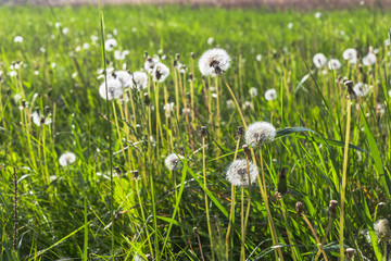 White dandelions on the field
