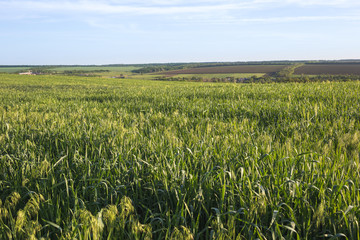Field of young green oats at sunset