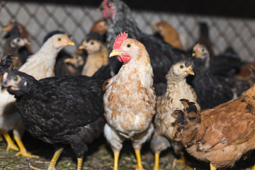 Chickens on the farm. Toned, style, color photo