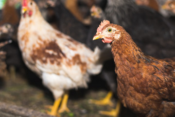 Chickens on the farm. Toned, style, color photo