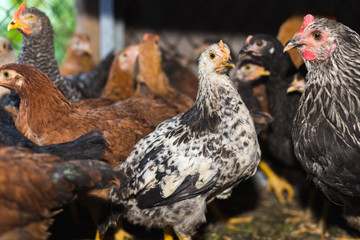 Chickens on the farm. Toned, style, color photo