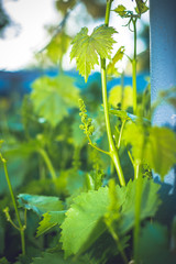  Young green grape branches on the vineyard in spring time