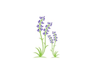 Naklejka na ściany i meble Beautiful lavender flowers icon vector illustration