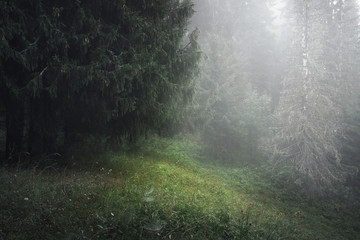 Obraz premium forest glade on a foggy summer morning