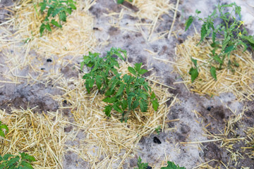 Young mulched tomatoes on the garden in sandy soil