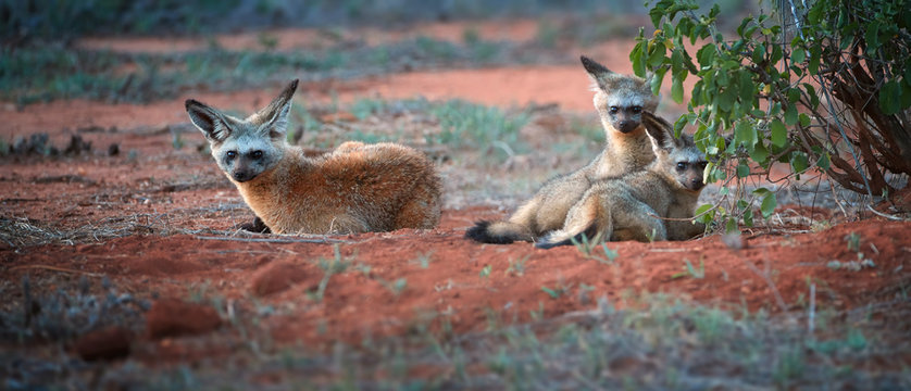Bat-eared fox, Otocyon megalotis, puppies lying on red ground next to den. Fox with big ears. Panoramic, low angle photo. Wild animals photography, african safari at Tsavo West national park, Kenya.