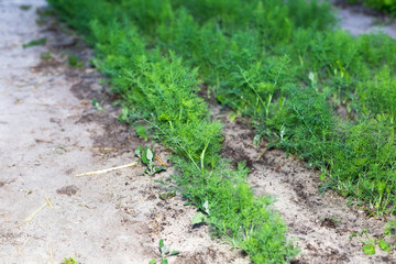 Rows of young dill in the garden