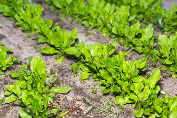 The first spring sorrel in the garden
