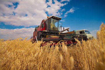 combine in the fields of rye in Siberia