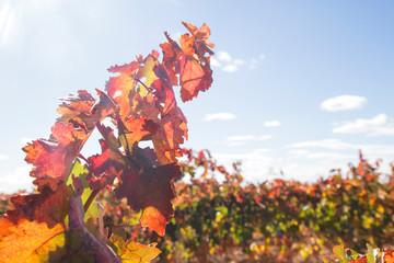 Detail of autumnal grape vine raisins leaves