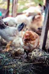Chickens on the farm. Toned, style, color photo.