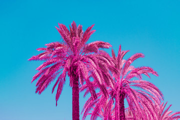 Pink palm trees and blue sky. Minimal - 278556605