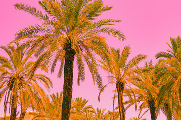 Fototapeta na wymiar Green palm trees and pink sky in infrared style