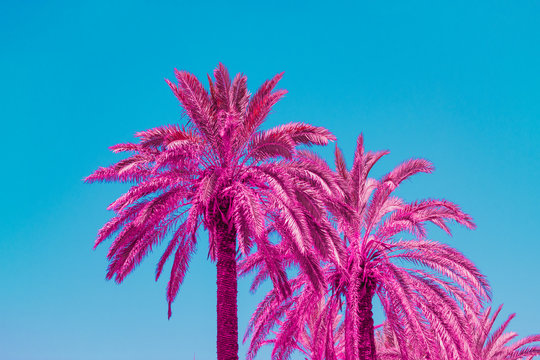 Pink palm trees and blue sky. Minimal