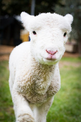 Baby Lamb Face