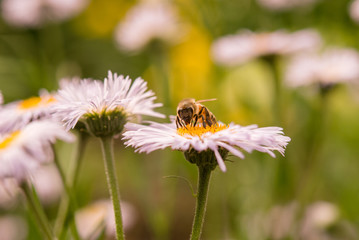 Obraz premium A bee collecting nectar from a chamomile flower on a daisy field in the sunlight.