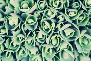 Fresh green succulents, natural background.