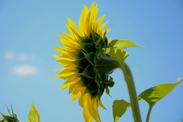 sunflower on background of blue sky