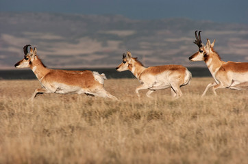 Pronghorn antelope (Antilocapra americana) in Laramie Valley;  Wyoming