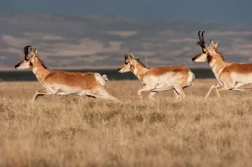 Foto op Plexiglas Pronghorn antelope (Antilocapra americana) in Laramie Valley   Wyoming © Tom