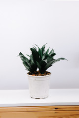 Sansevieria trifasciata or Snake plant in pot on old wood background. Home and garden concept. Interior decoration.