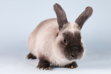 Lop Rabbit on Isolated Background