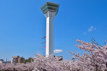 五稜郭タワーと鯉のぼりと桜