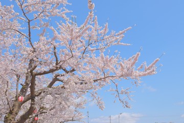五稜郭公園の桜