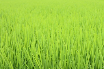 緑鮮やかな7月の田んぼ