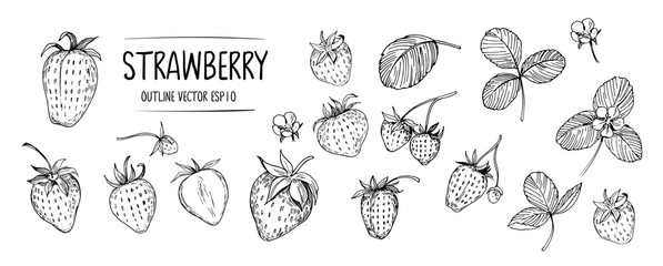 Set of strawberry. Hand drawn outline with transparent background. Vector