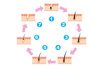 発毛サイクル　ヘアサイクルの断面図　Scheme of human hair loss stages and growth