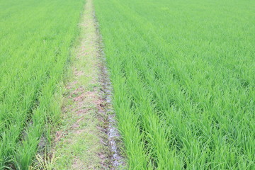 緑鮮やかな7月の田んぼと畦道