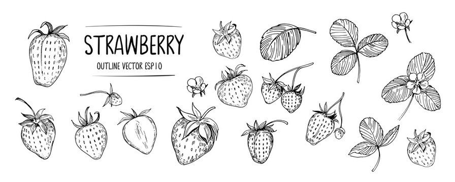 Set of strawberry. Hand drawn outline with transparent background. Vector